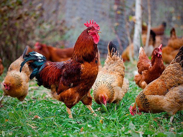 Породы куриц | ЗооТом - продажа, вязка и услуги для животных в Горнозаводске