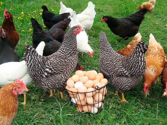 Содержание кур и уход за ними | ЗооТом - продажа, вязка и услуги для животных в Горнозаводске
