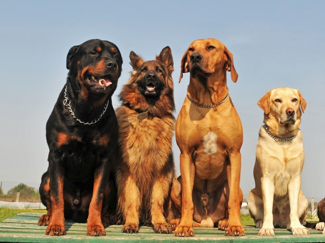 Крупные породы собак в Горнозаводске | ЗооТом портал о животных
