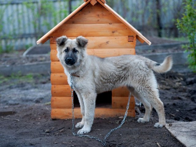 Все о собаках в Горнозаводске Все о собаках в Горнозаводске